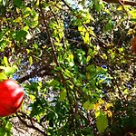 Camlikosk Guest house Bodrum