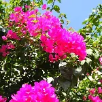 Camlikosk Bodrum