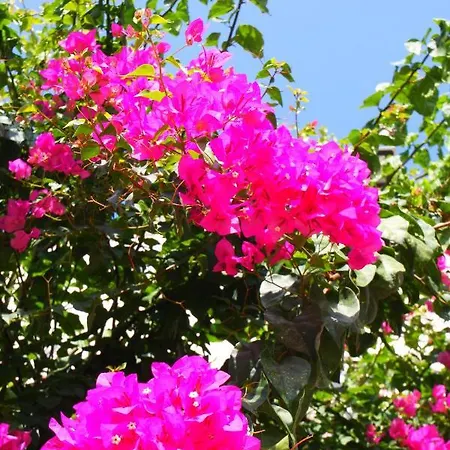 Camlikosk Bodrum