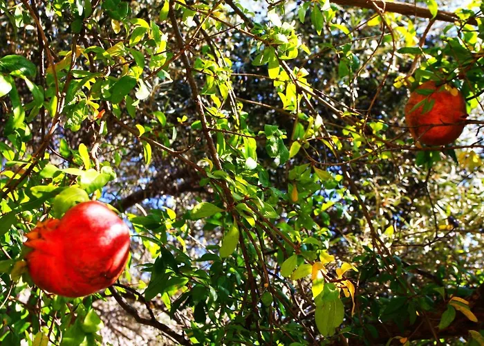 Camlikosk Gæstehus Bodrum