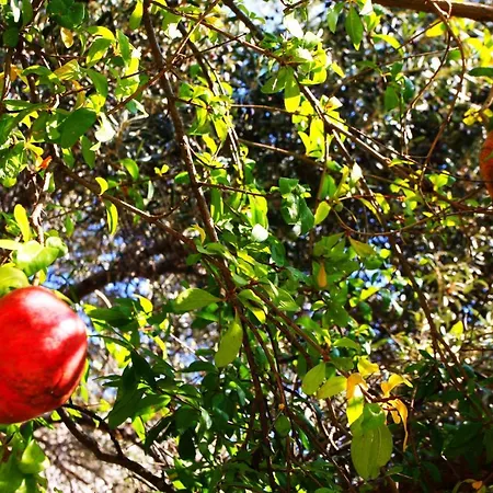 Camlikosk Konukevi Bodrum